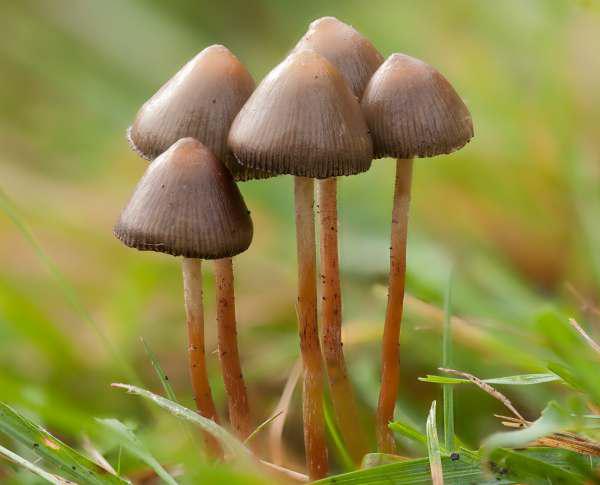 Buy Magic Mushrooms Virginia
